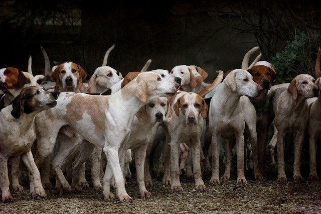 Quelles sont les 3 races de chiens les plus adaptées à la chasse ?