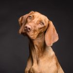 Dresser son chien de chasse