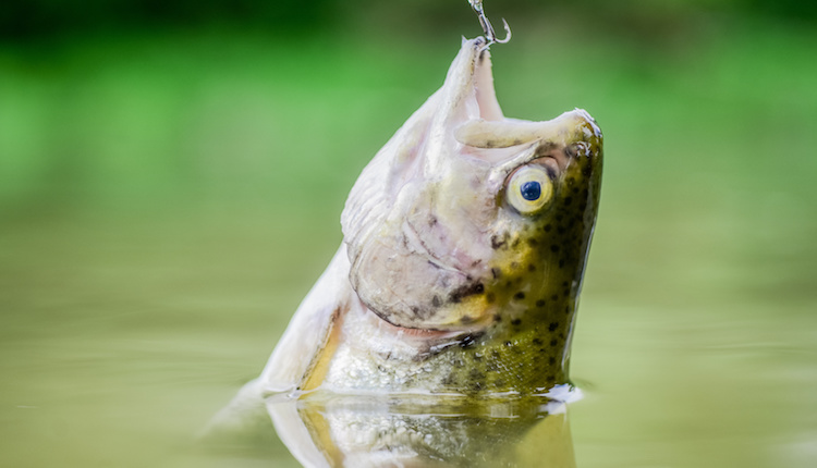 Comment pêcher une grosse truite en étang ?